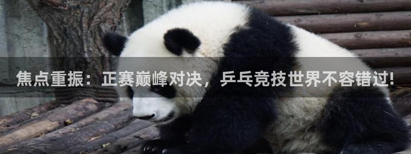 河豚在线直播nba：焦点重振：正赛巅峰对决，乒乓竞技世界不容错过!